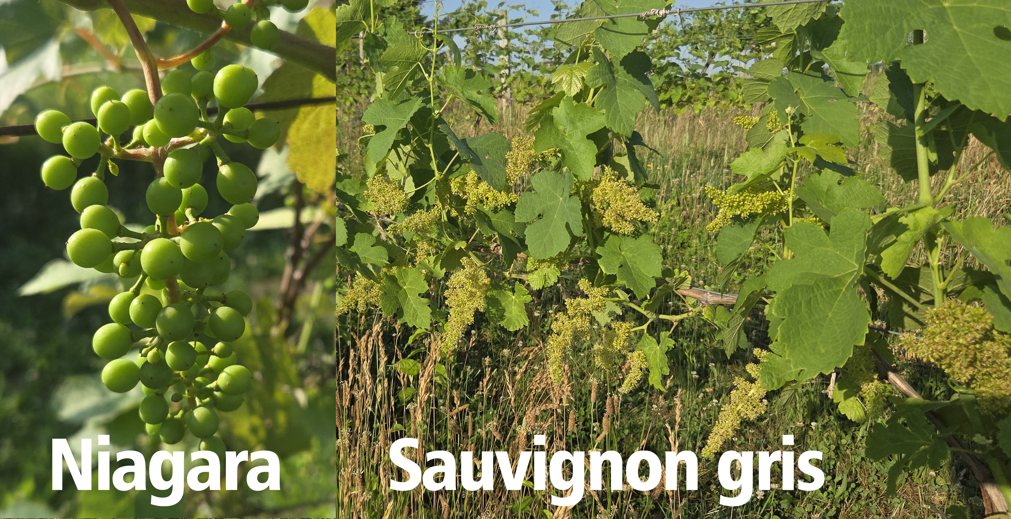 Niagara and Sauvignon gris grapes on the vine.